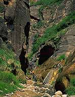 The Narrows :: Zion National Park :: Utah, USA